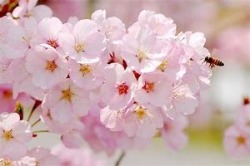 さくら