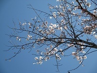 sakura2