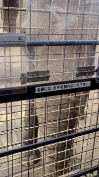 ぞう