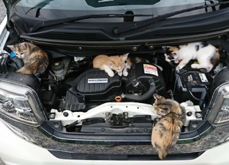 ねこ